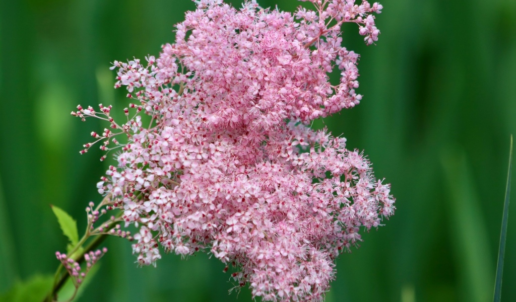 Красивый розовый цветок таволга