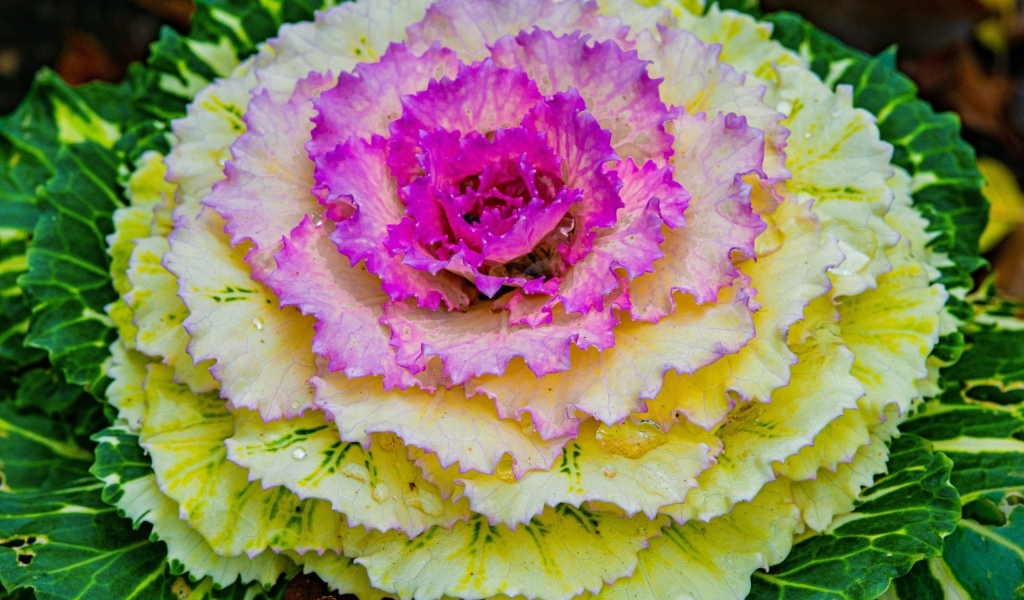 Красивый розовый цветок декоративной капусты