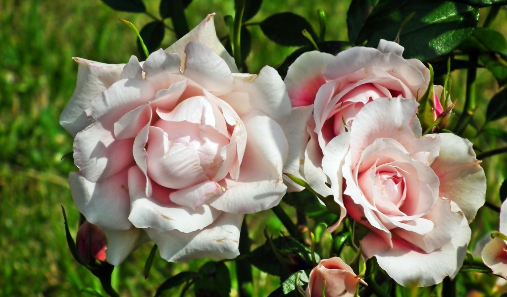 Красивые розовые парковые розы