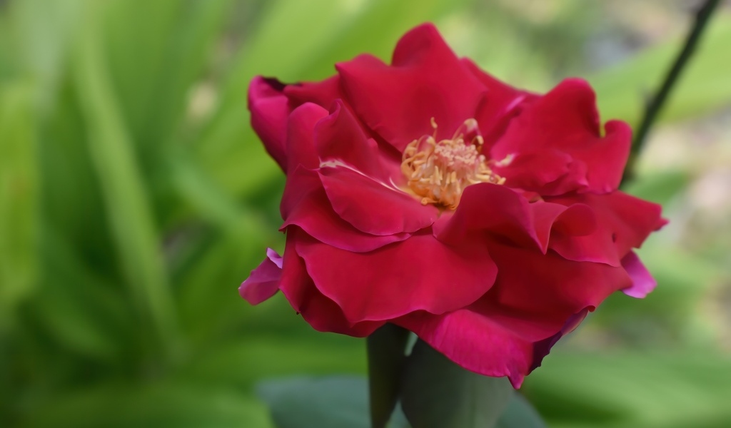 Красивая розовая роза крупным планом