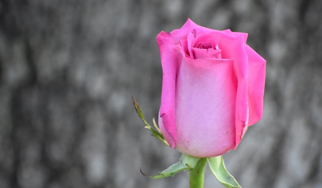 Красивая розовая роза на сером фоне