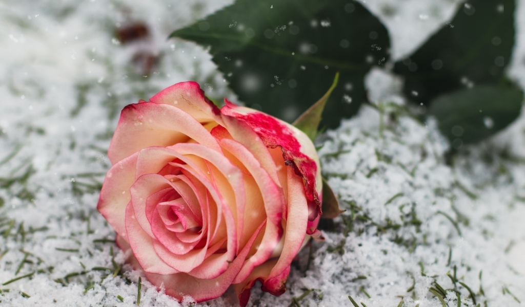 Красивая розовая роза на покрытой снегом траве