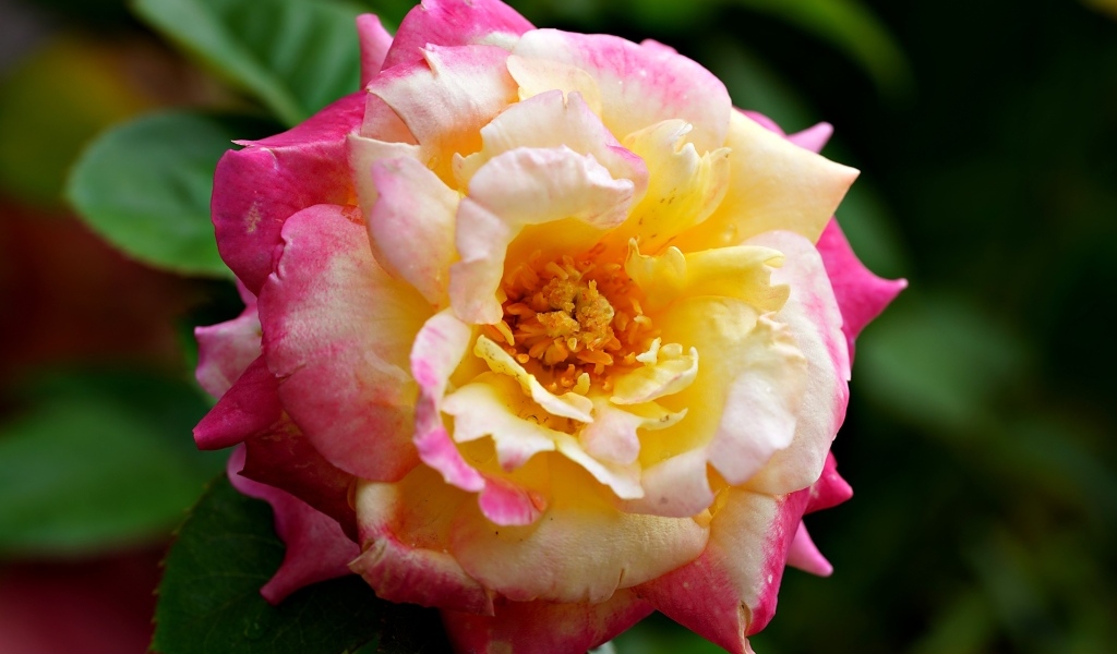 Красивая розовая роза с желтой серединкой близи