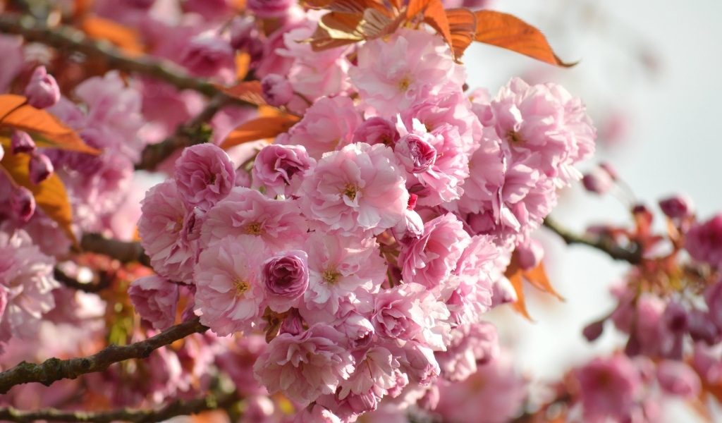 Красивые розовые весенние цветы луизеания