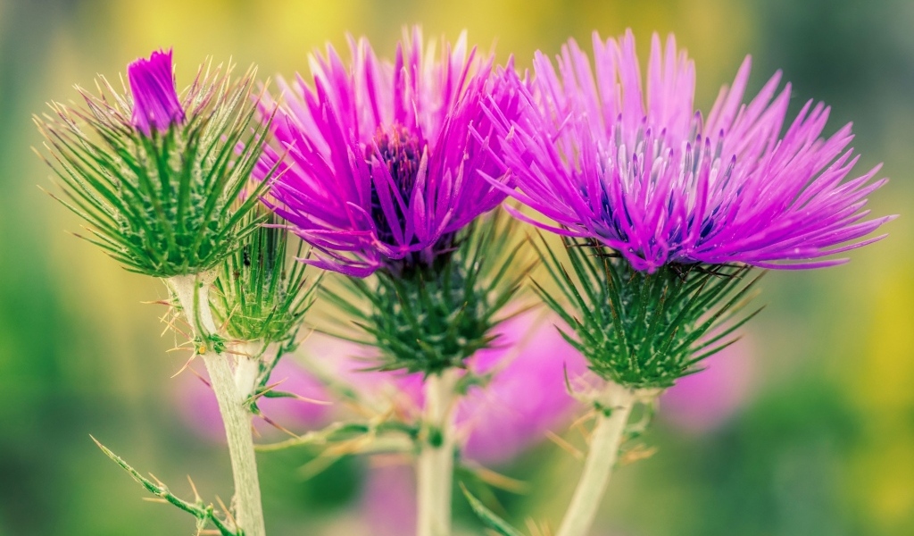 Красивые розовые цветы чертополоха