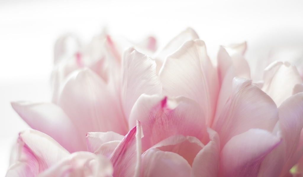 Красивые розовые лепестки тюльпана 