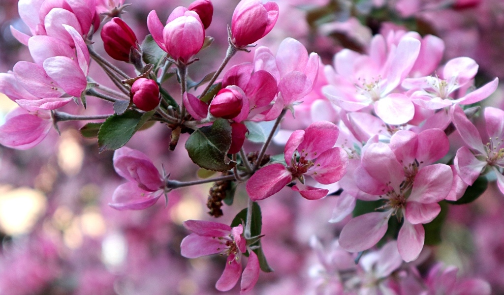 Красивые розовые  цветы дикой яблони 