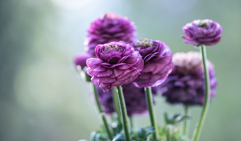 Красивые фиолетовые цветы лютика 