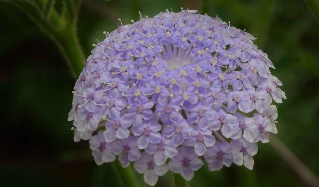 Красивый фиолетовый цветок скабиоза