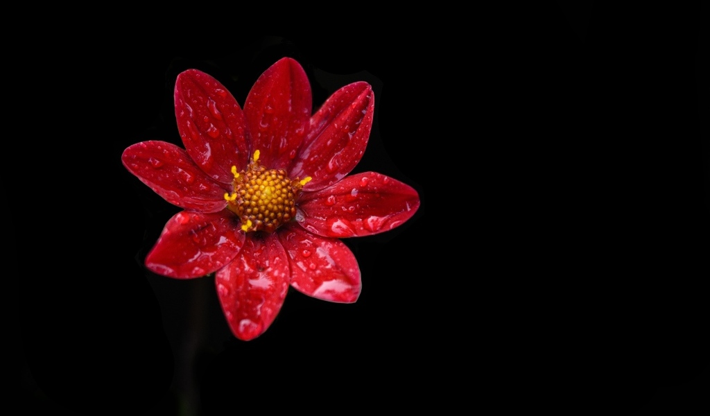 Красивый красный цветок георгина в каплях воды на черном фоне