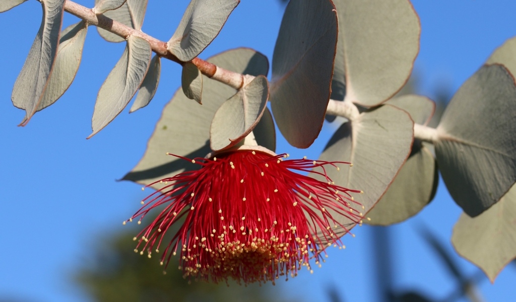 Красивый красный цветок эвкалипта с листьями