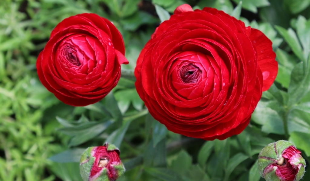 Красивые красные садовые лютики