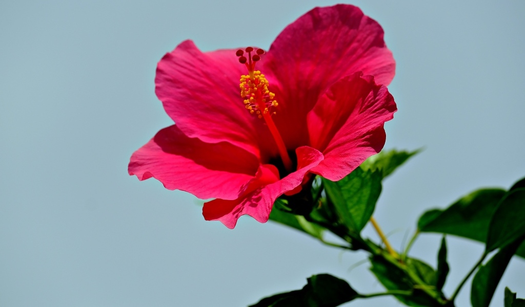 Красивый красный цветок гибискуса на голубом фоне