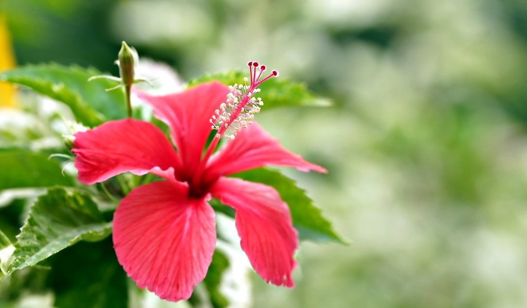 Красивый красный гибискус с бутонами и зелеными листьями
