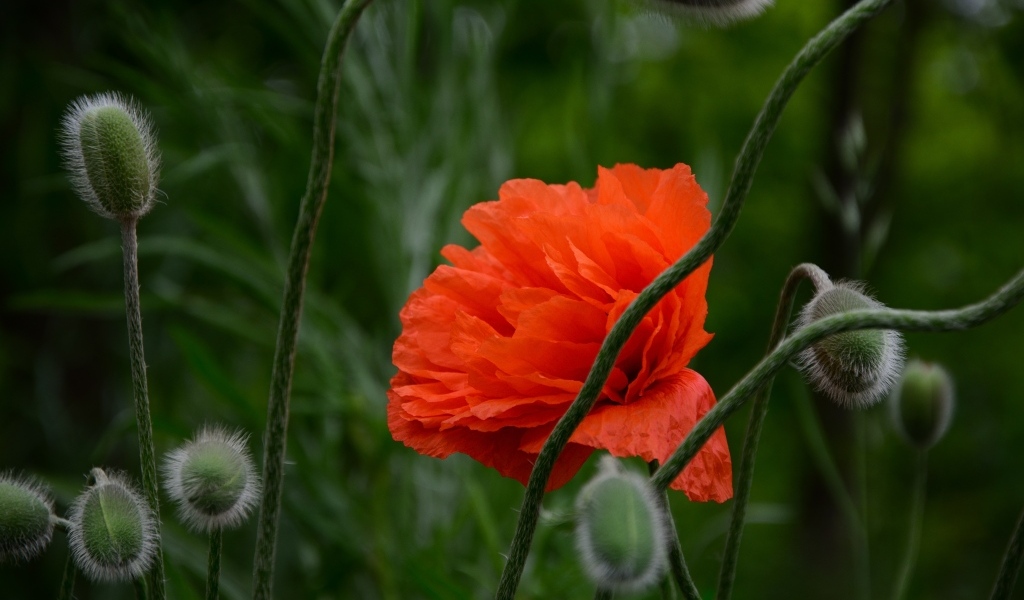 Красивый красный мак с бутонами крупным планом