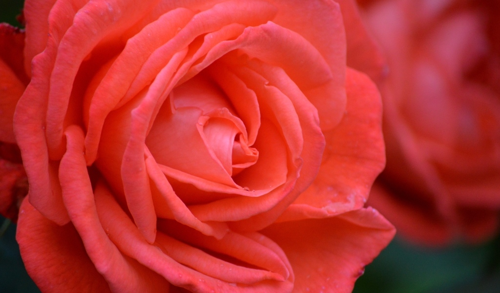 Цветок красивой красной розы крупным планом