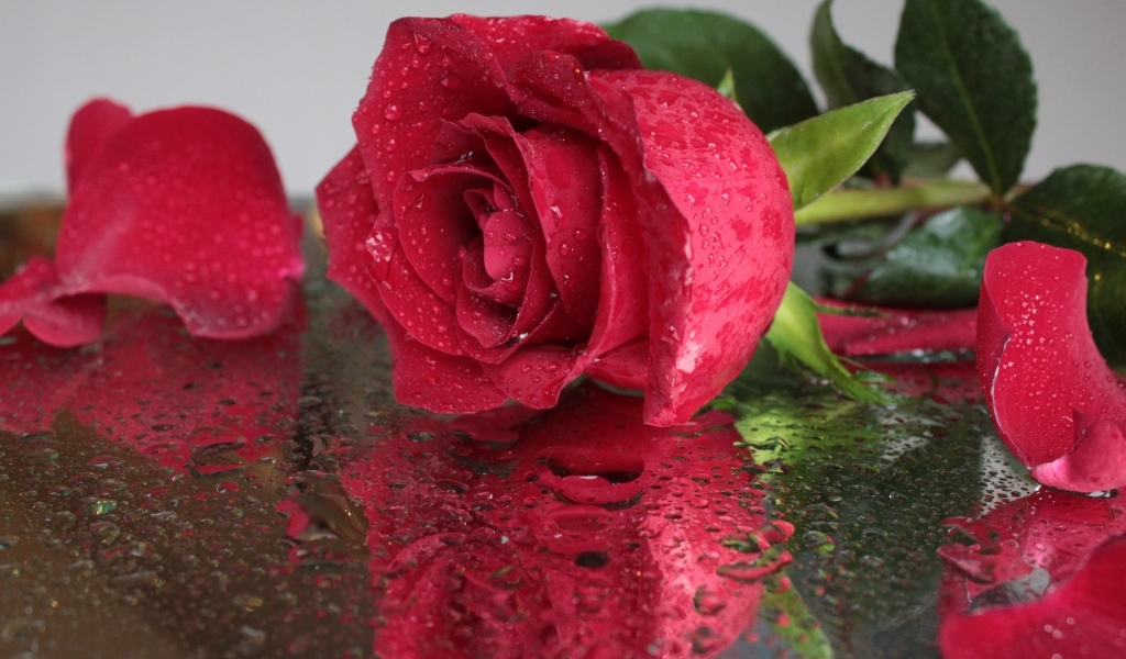 Красивый красный цветок розы на мокрой поверхности