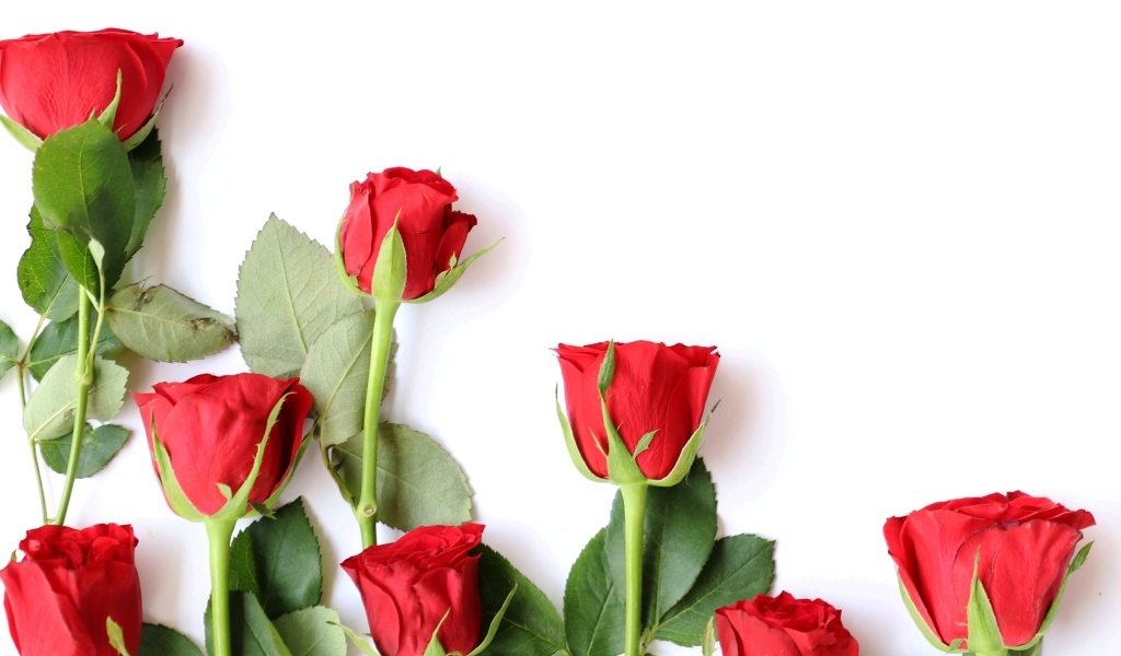 Красивые красные розы разложены на белом фоне