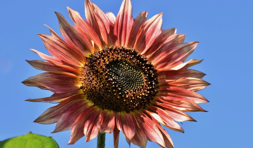 Красивый красный подсолнух на голубом фоне