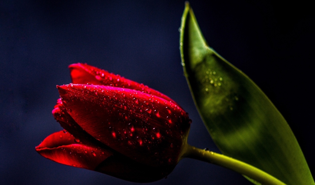 Красивый красный тюльпан с зеленым листом в каплях росы