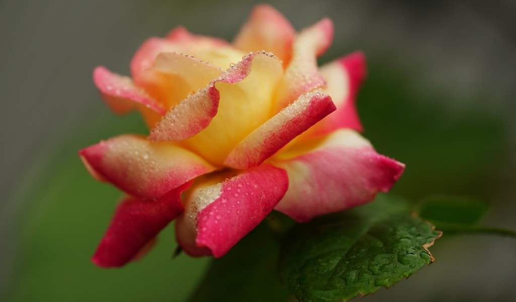 Красивая роза в каплях росы утром