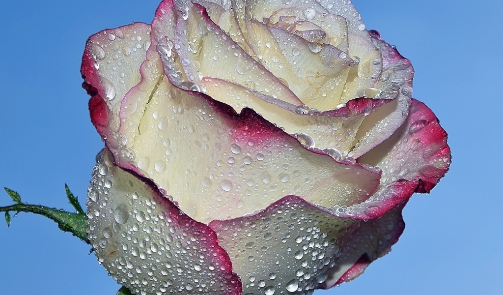 Красивая роза в каплях росы на голубом фоне