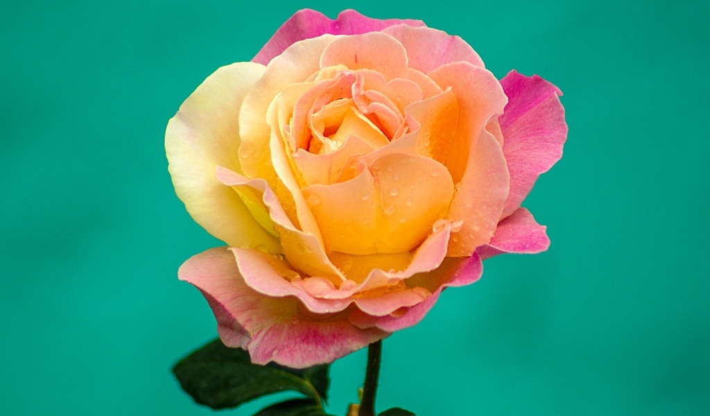 Красивая роза на голубом фоне