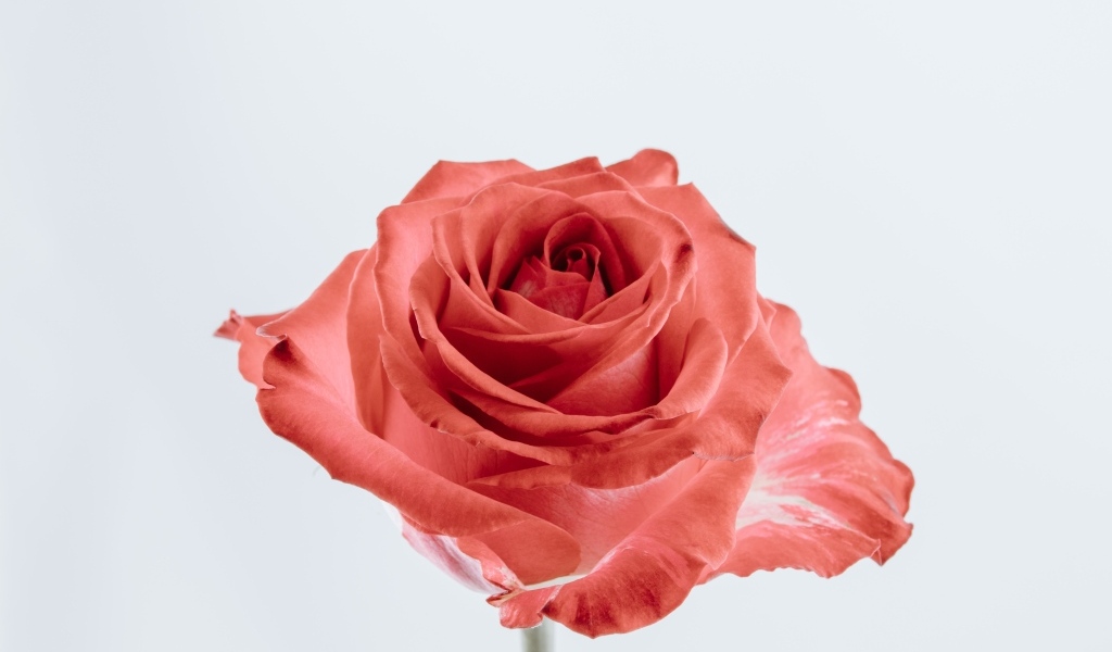 Красивая алая роза на сером фоне крупным планом