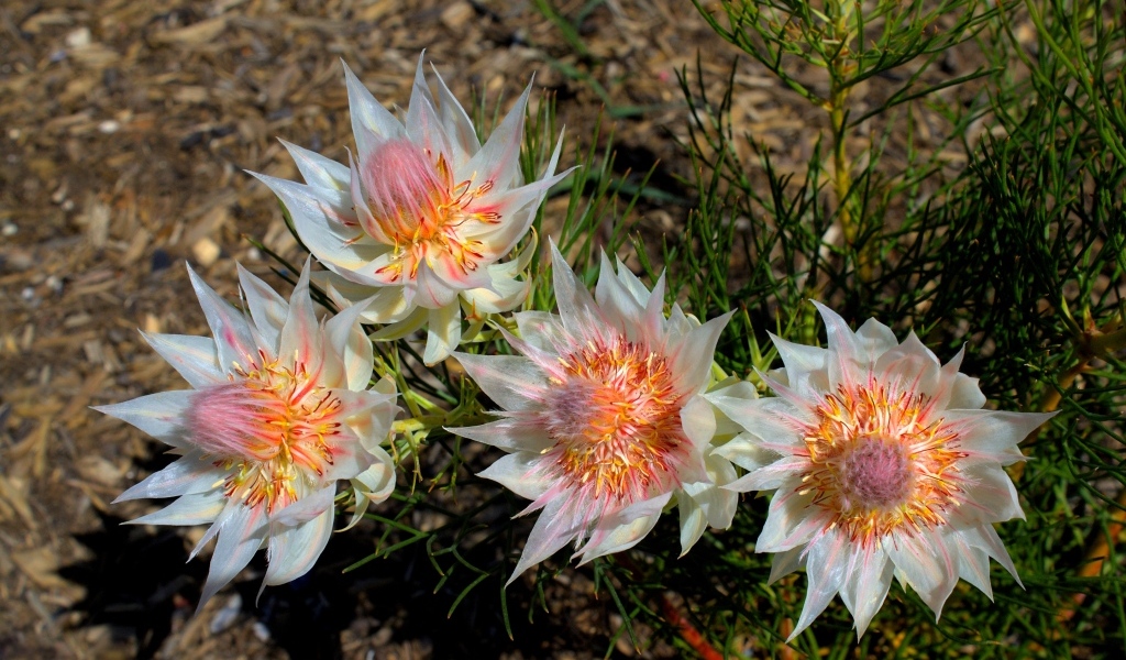 Красивые цветы серрурия на земле