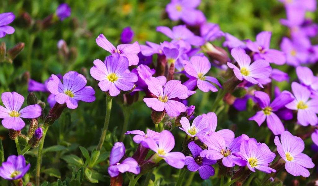 Красивые маленькие цветы гипсофила на клумбе