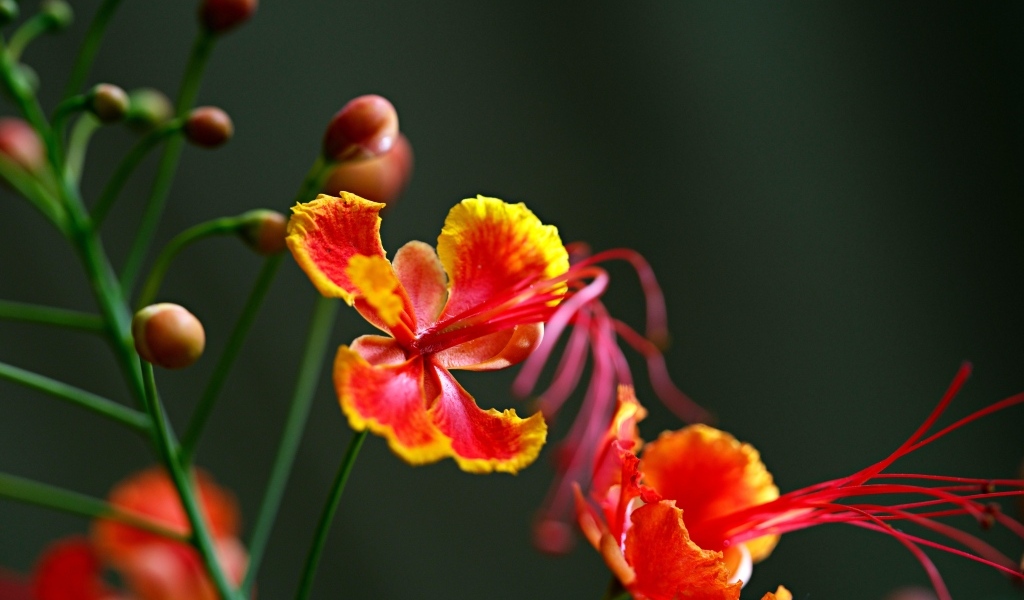 Красивые маленькие необычные цветы крупным планом