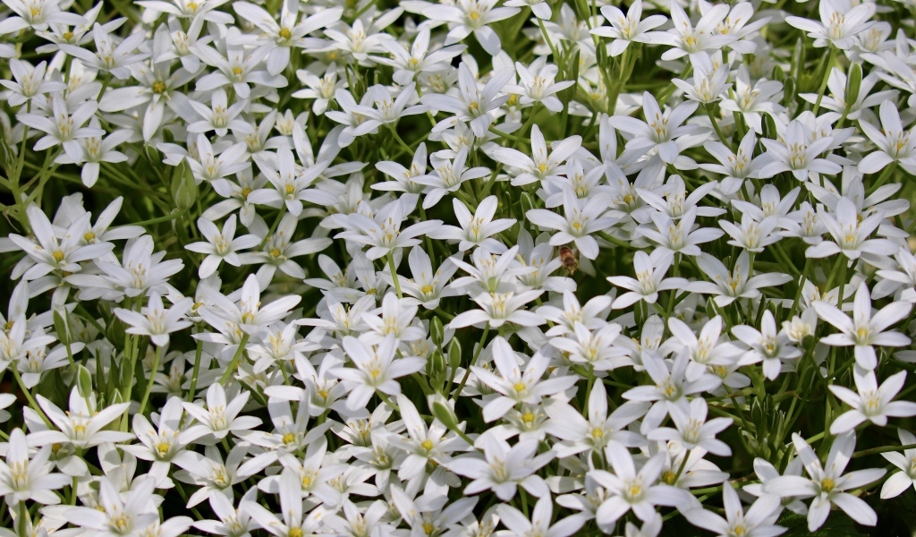 Красивые маленькие белые цветы молочница