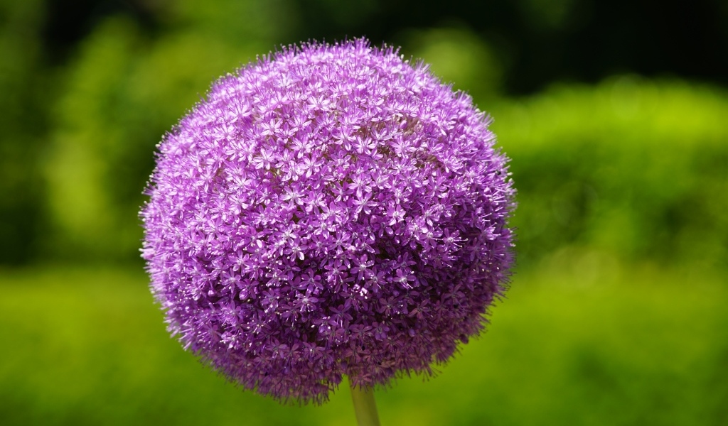 Красивый шаровидный цветок аллиум