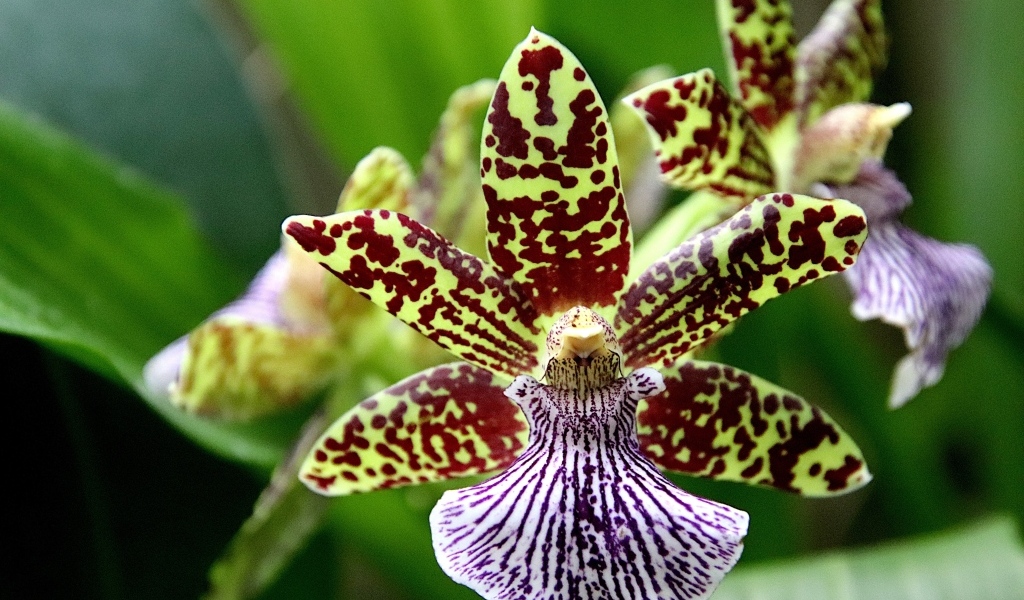 Красивая пятнистая экзотическая орхидея