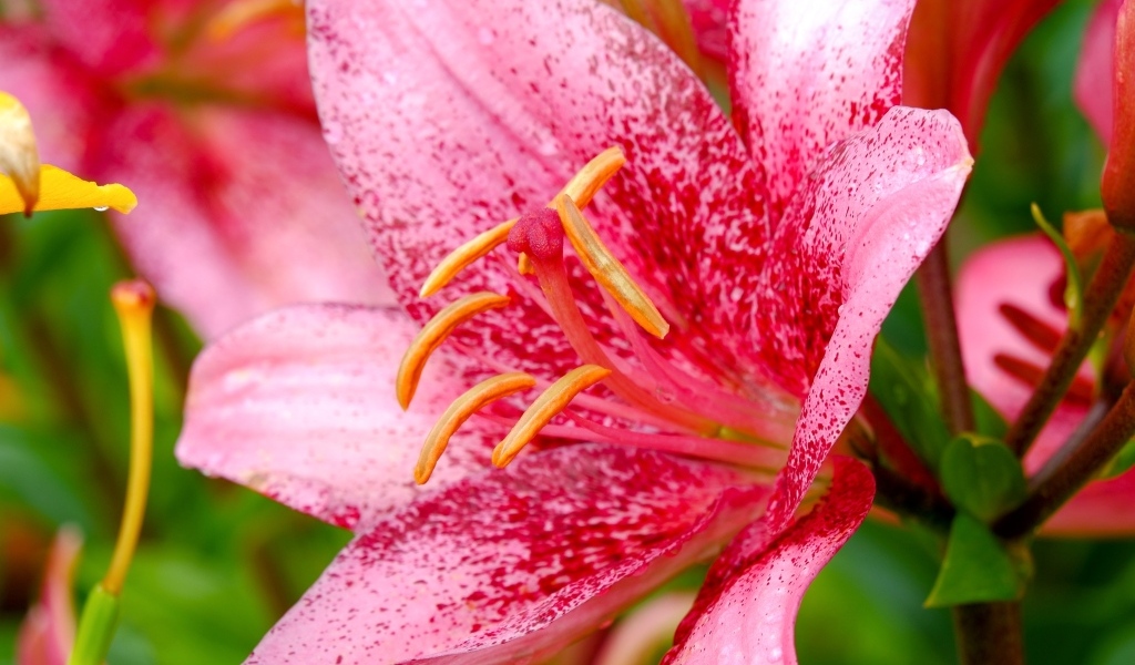 Красивая пятнистая розовая лилия крупным планом