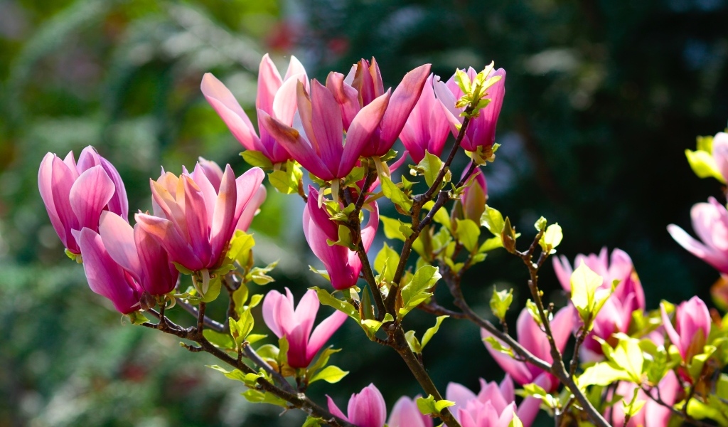 Красивые весенние ветки с цветами магнолии