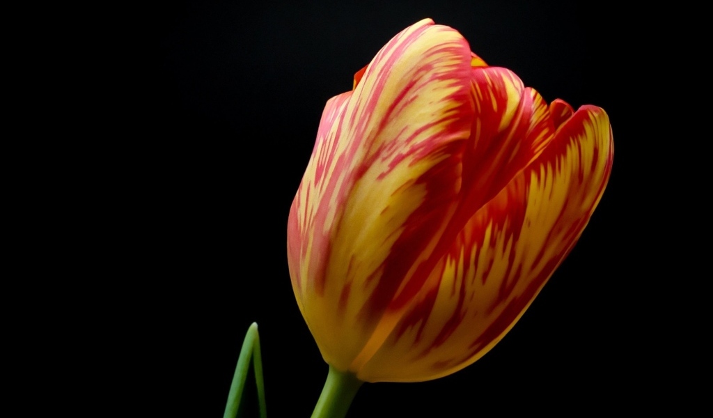 Красивый тюльпан на черном фоне