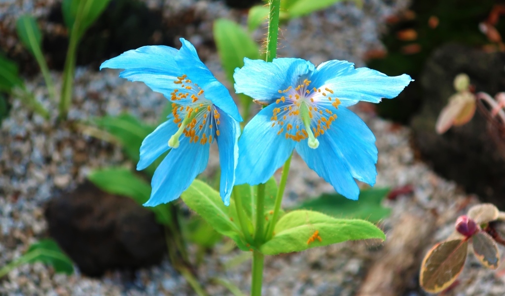 Красивые необычные голубые цветы крупным планом