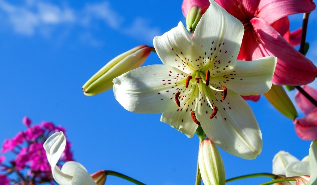 Красивые белые и розовые лилии на фоне голубого неба