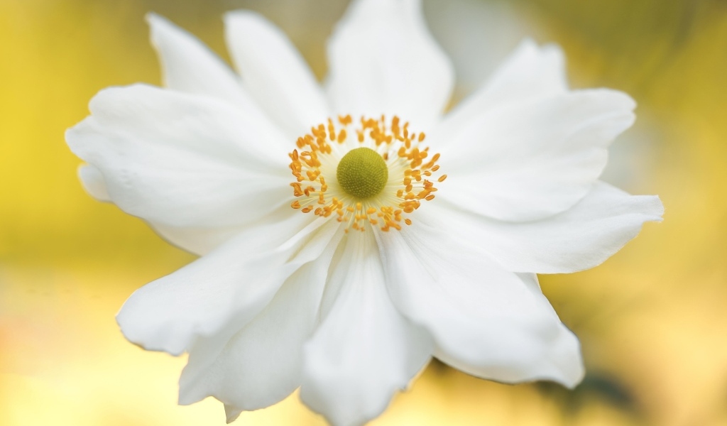 Красивый белый цветок анемоны крупным планом