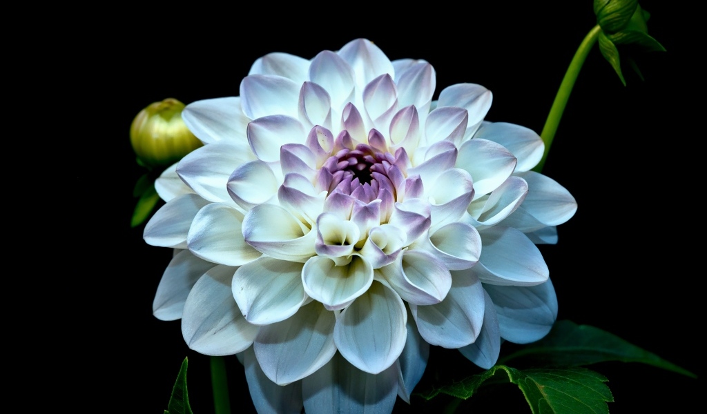 Красивый белый цветок георгина с бутонами на черном фоне