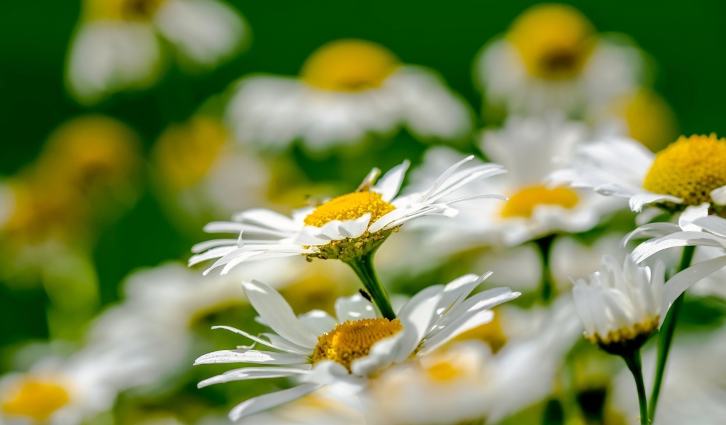 Красивые белые ромашки с желтой серединкой