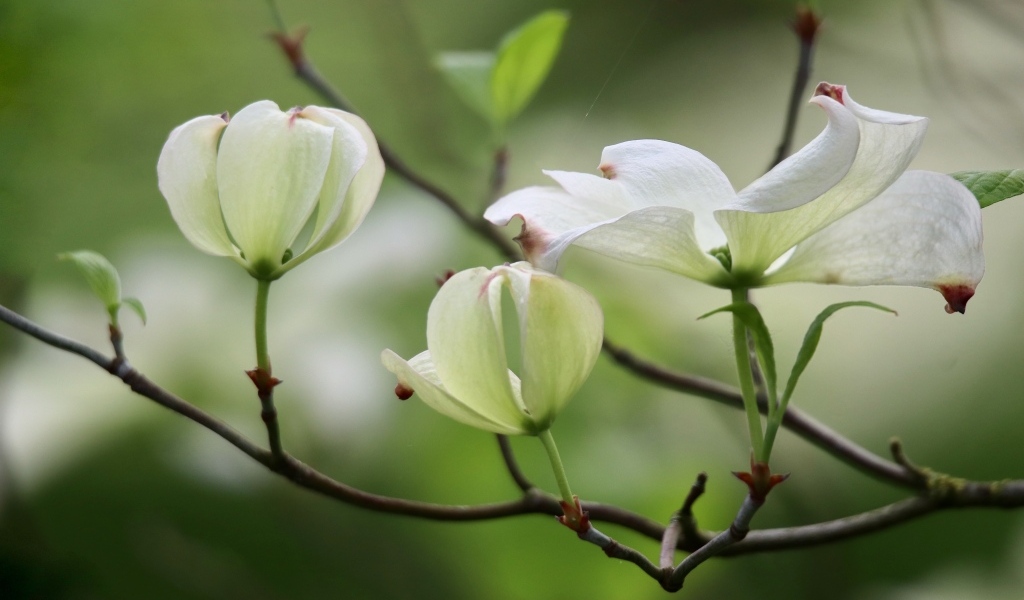 Красивые белые цветы кизила на ветке