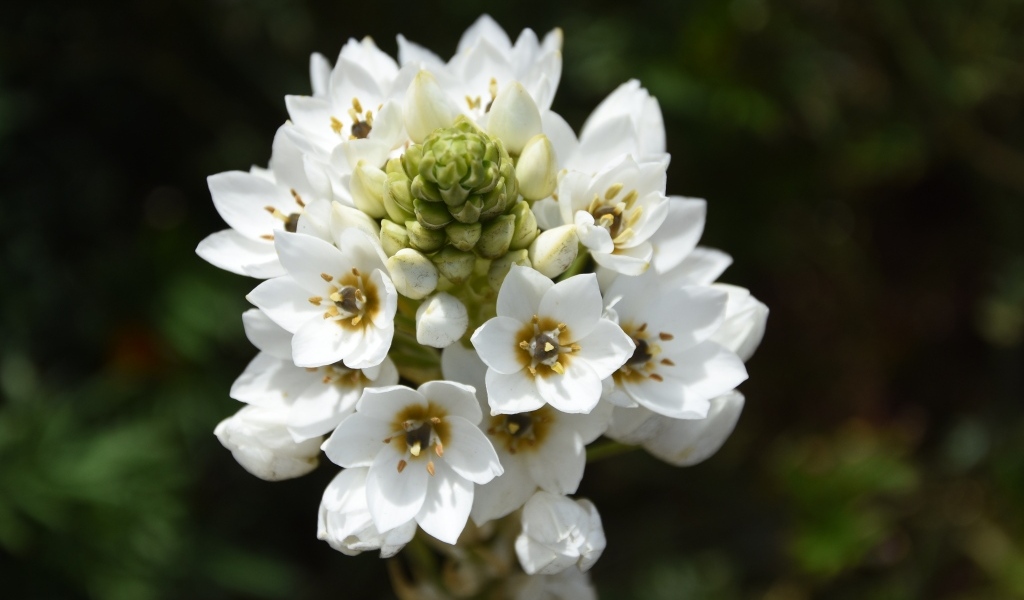 Красивый белый цветок распускается в саду