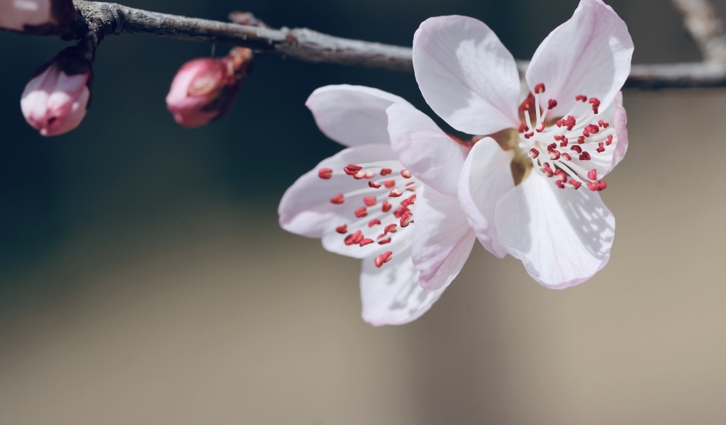 Красивые белые цветы распускаются на ветке весной