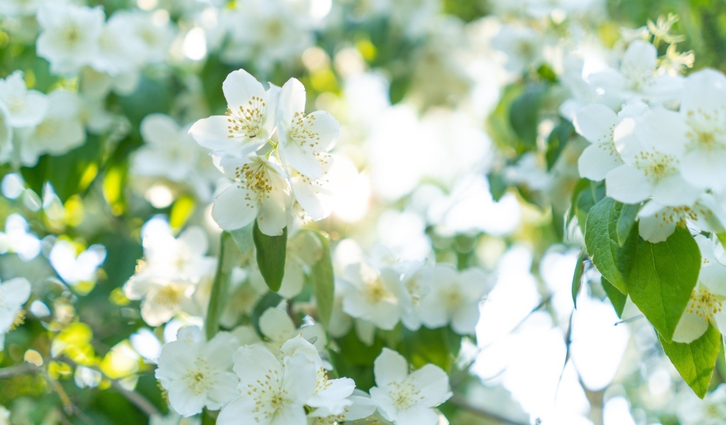 Красивые белые ароматные цветы жасмина