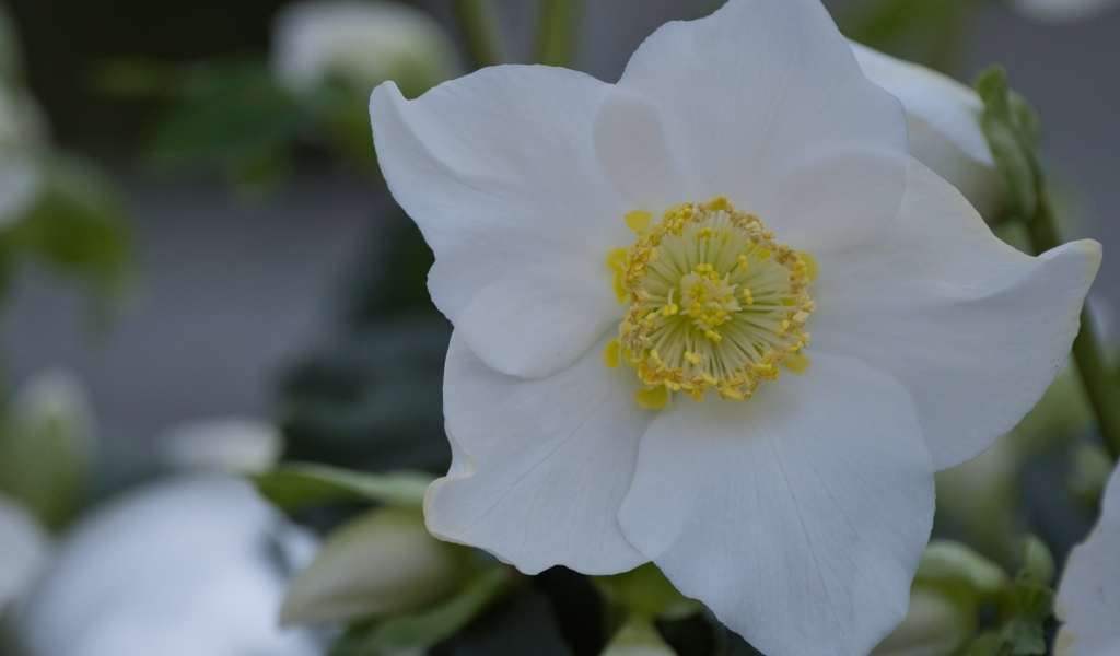 Красивый белый цветок морозник вблизи