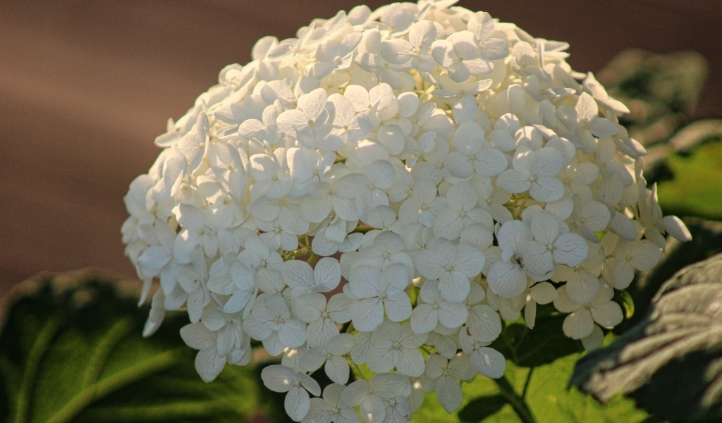 Красивый белый большой цветок гортензии