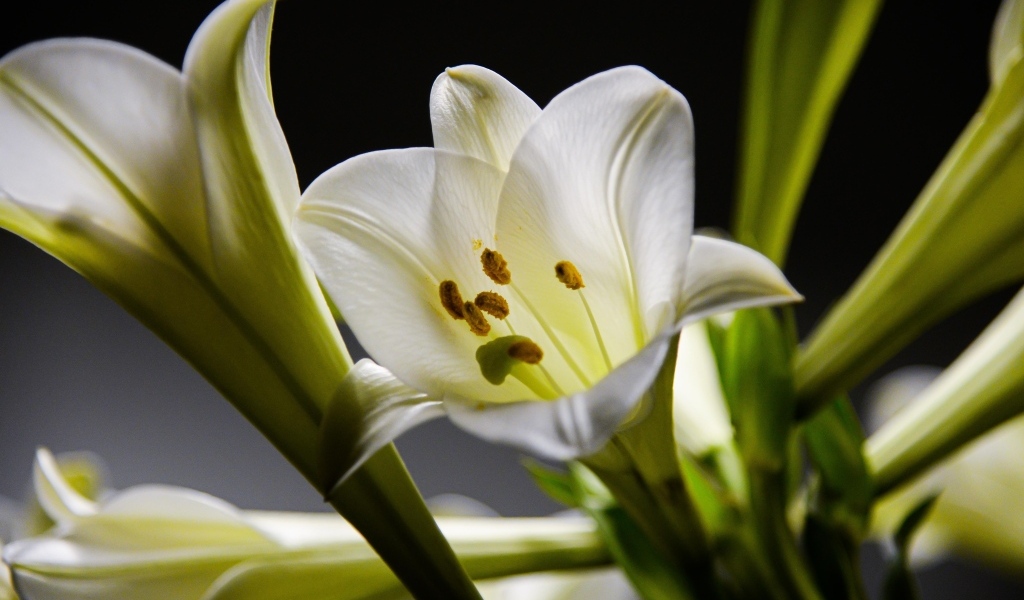 Красивые белые лилии с бутонами крупным планом