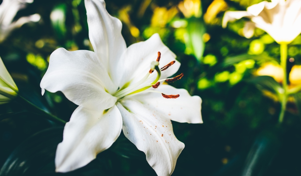 Красивый белый цветок лилии крупным планом